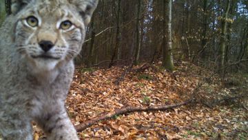 Luchs in einer Fotofalle, Luchsprojekt Thüringen. Foto: BUND / Universität Göttingen