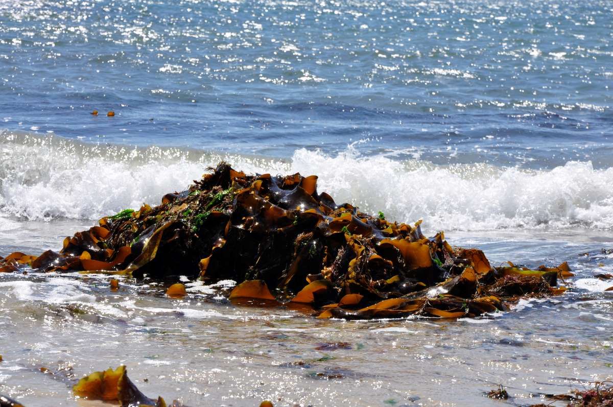 Palmentang in der Nordsee