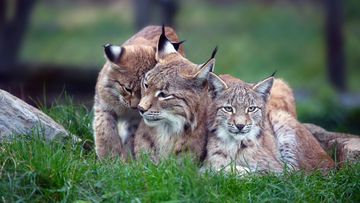 Luchsfamilie. Foto: Totolus / shutterstock.com