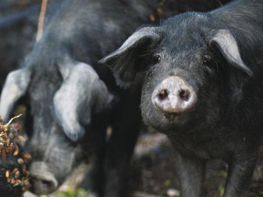 Schweine in der Natur. Foto: Luka Tomac / Friends of the Earth Europe
