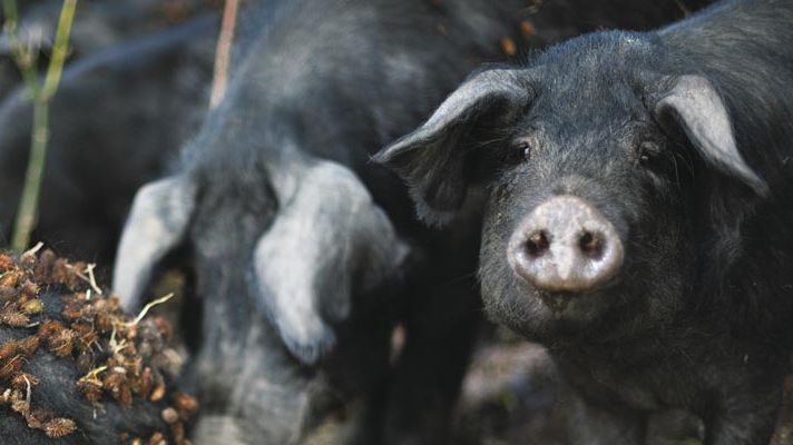 Schweine in der Natur. Foto: Luka Tomac / Friends of the Earth Europe