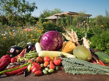 Ernte aus Giovanni Malfitanos Garten