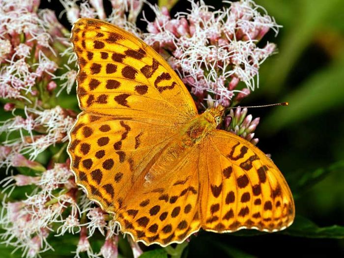 Schmetterling des Jahres 2022: Kaisermantel