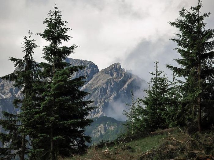 Fichten vor Alpenpanorama; Foto: Lukow / photocase.de