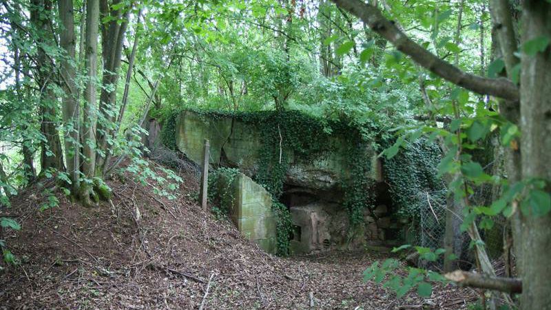 Die ehemaligen Bunker am "Grünen Wall im Westen" sind ein neuer Lebensraum für zahlreiche Tier- und Pflanzenarten 