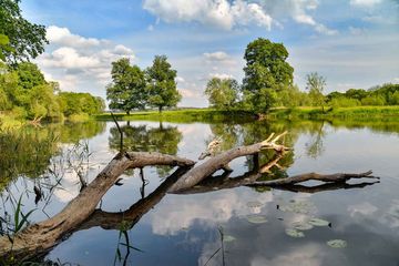 Nationalpark Unteres Odertal. Foto: RadekD / shutterstock.com
