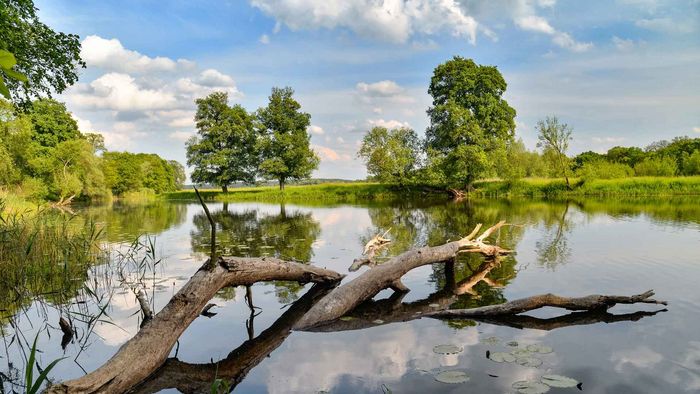 Nationalpark Unteres Odertal. Foto: RadekD / shutterstock.com