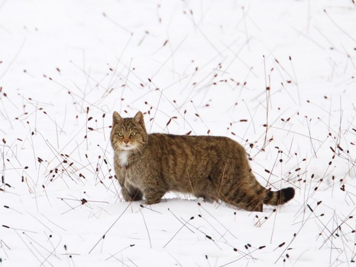 Wildkatze im Schnee; Foto: Michael Radloff