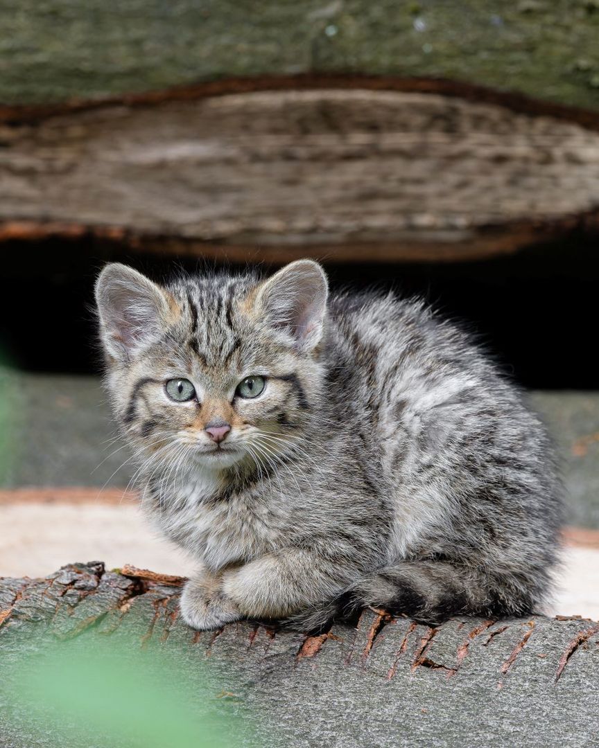 Junge Wildkatze
