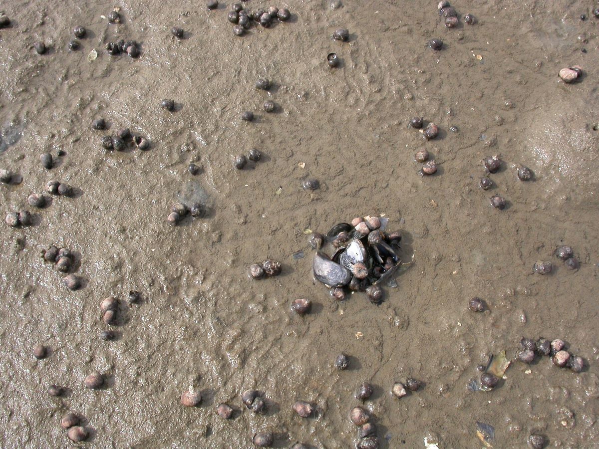 Gemeine Strandschnecke (Littorina littorea)