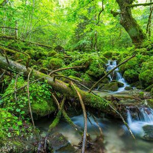 Naturnaher Wald.
