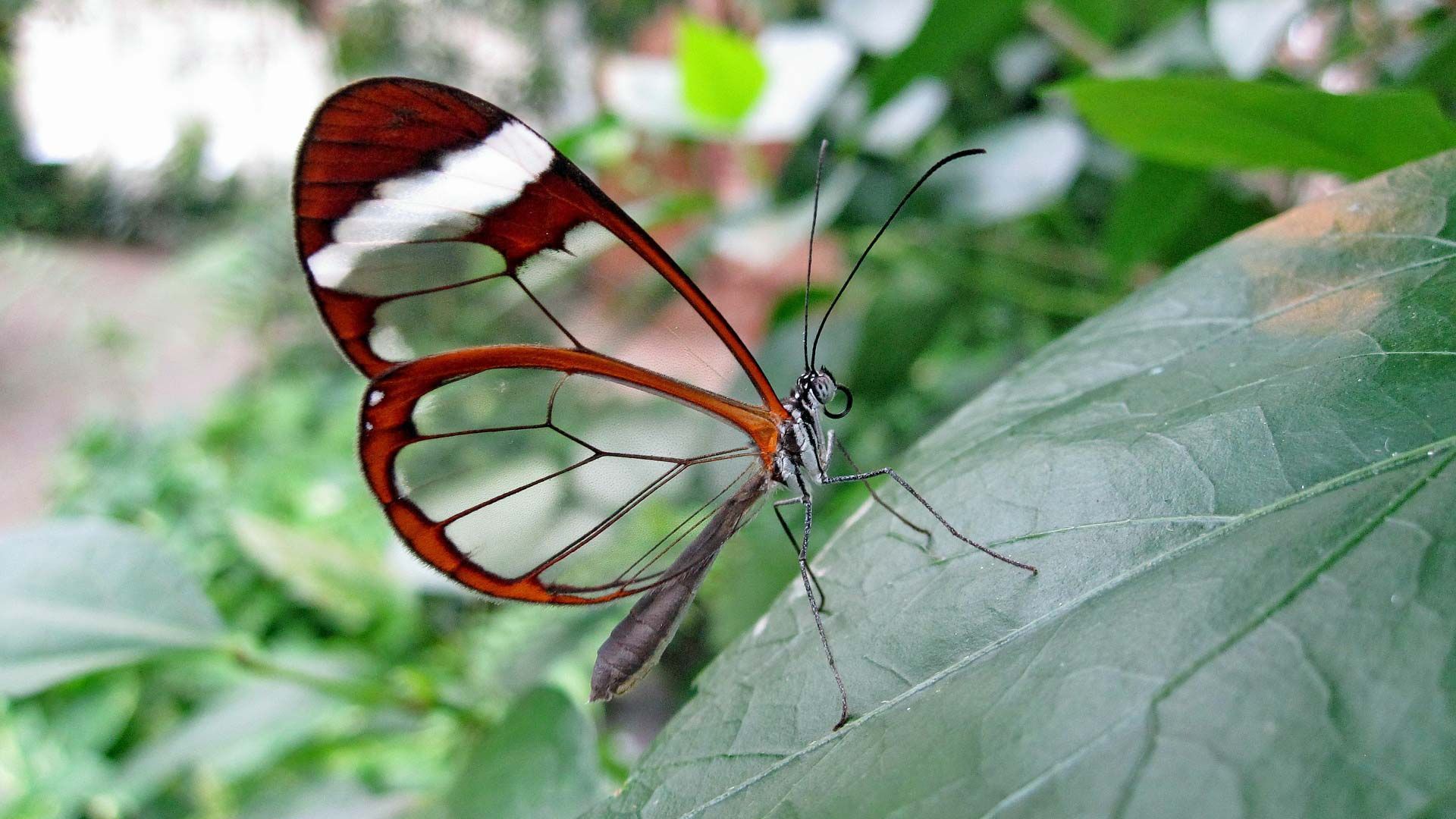Glasflügel-Schmetterling. Foto: moniquayle / CC0 1.0 / pixabay.com