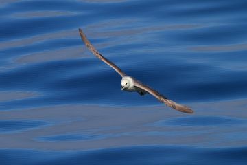 Eissturmvogel über dem Meer. Foto: Henning Kunze.