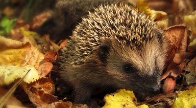 Igel im Herbstlaub. Foto: monicore / CC0 1.0 / pixabay.com