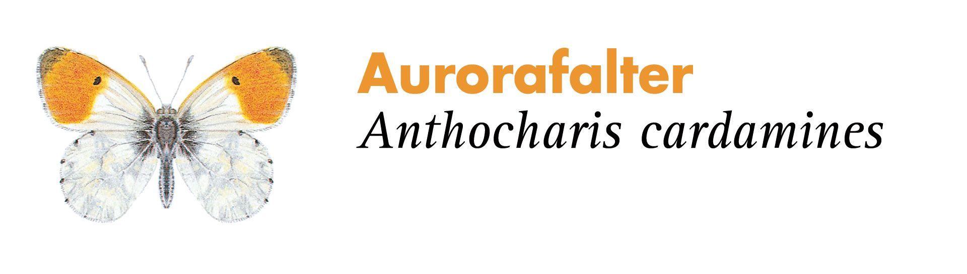 Aurorafalter. Grafik: Haupt Verlag AG