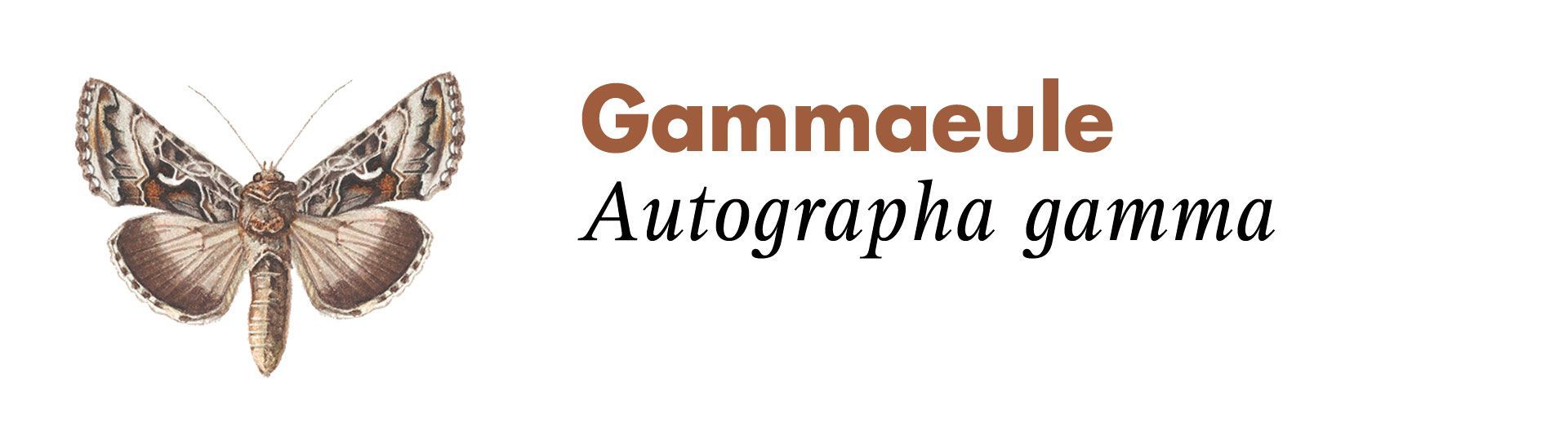 Gammaeule. Grafik: Haupt Verlag AG