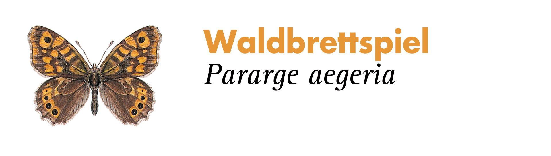 Waldbrettspiel. Grafik: Haupt Verlag AG