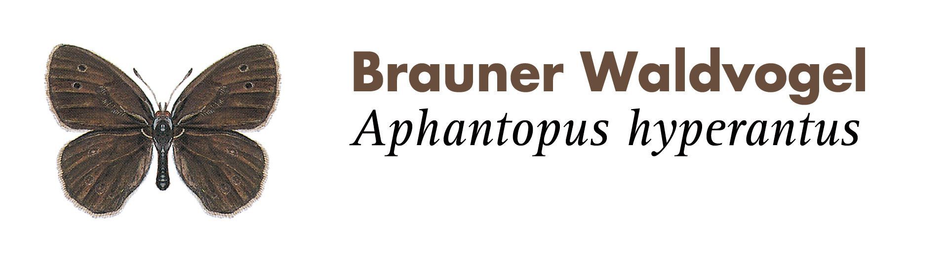 Brauner Waldvogel. Grafik: Haupt Verlag AG