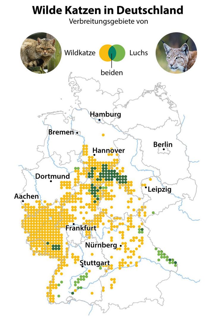 Verbreitungsgebiete von Wildkatze und Luchs in Deutschland