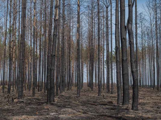 Die Klimakrise führt zu neuem Waldsterben