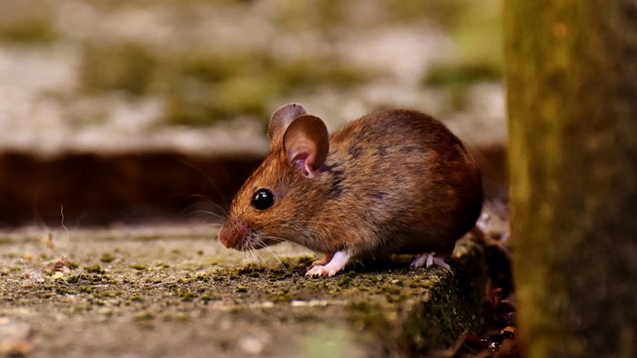 Waldmaus. Foto: Alexas_Fotos / pixabay.com