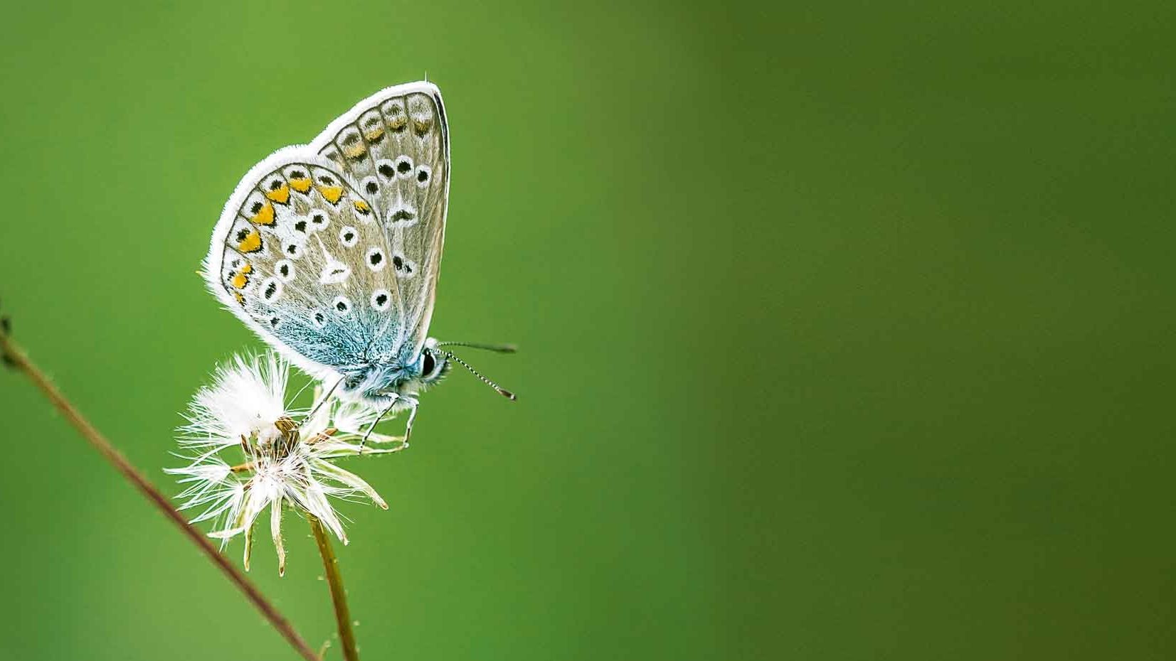 Bläuling auf eine Blüte. Titelfoto des BUND-Ratgeber "Was bleibt, wenn wir gehen?"