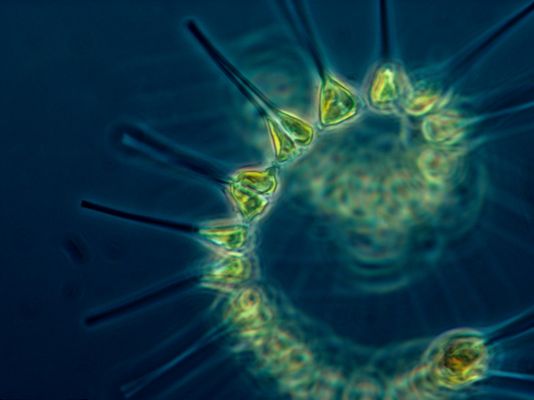 Phytoplankton in der Nahaufnahme