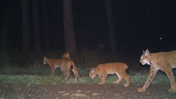 Weiblicher Luchs mit Jungtieren in einer Fotofalle im Südharz. Foto: BUND / Universität Göttingen
