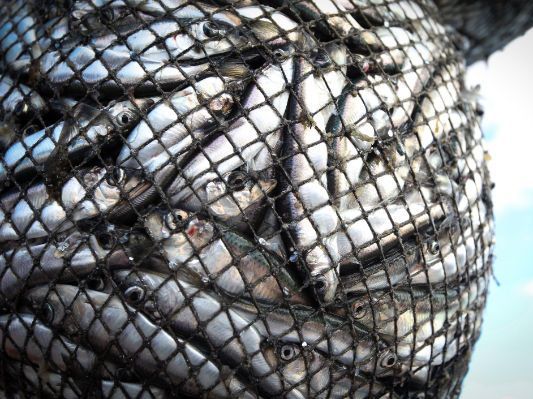 Fischerei: Ein Problem für die Meere