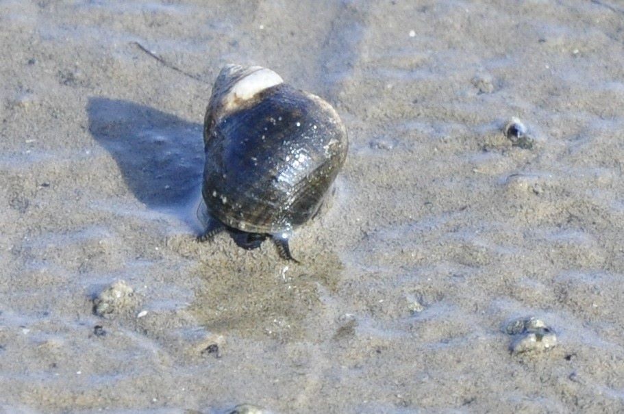Fressvorgang bei der Gemeinen Strandschnecke.