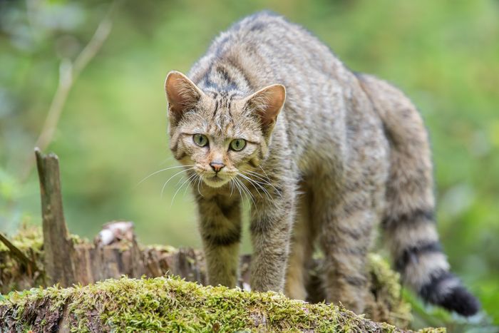 Wildkatze im Wald