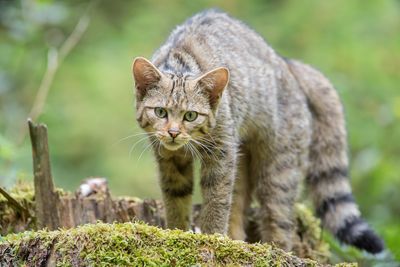 Wildkatze im Wald