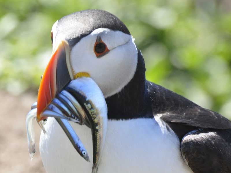 Papageientaucher mit Sandaale im Schnabel