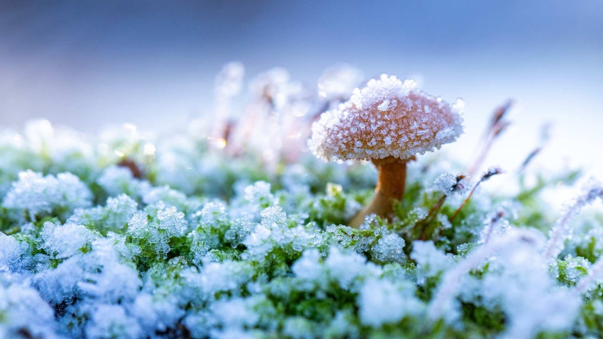 Pilz im Schnee. Foto: igreen / Jonathan Fieber