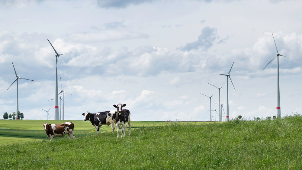 Kühe auf Weide mit Windrädern. Foto: Reol / photocase.de