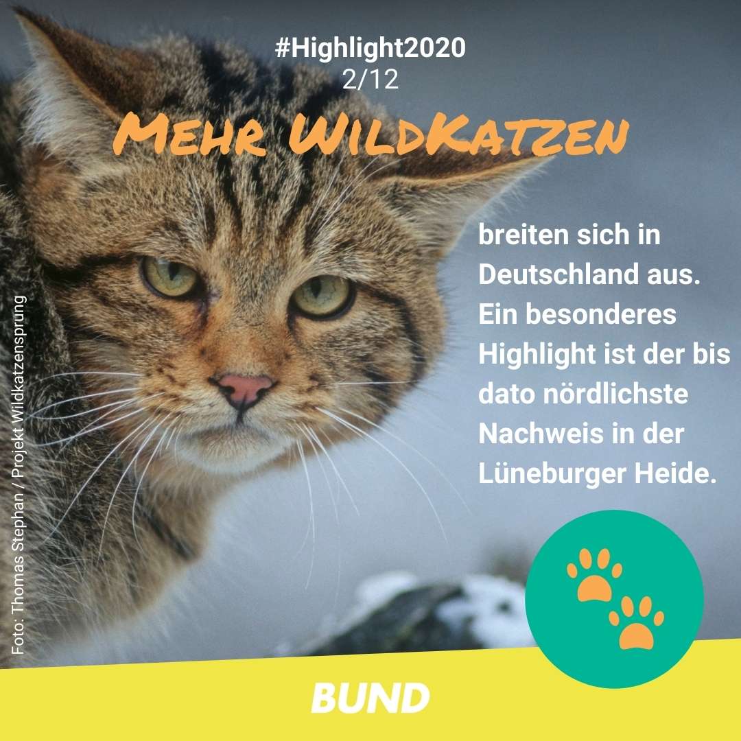 BUND-Highlight Nummer 2: Mehr Wildkatzen breiten sich in Deutschland aus