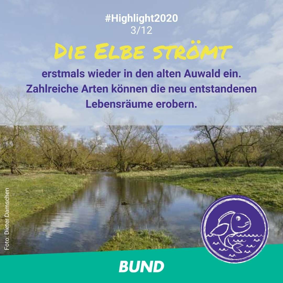 BUND-Highlight Nummer 3: Die Elbe strömt erstmals wieder in den alten Auwald ein