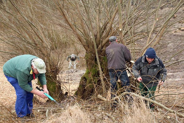 Freiwillige schneiden mit Astscheren Weidenäste für den neuen Auwald in der "Hohen Garbe"; Foto: BUND