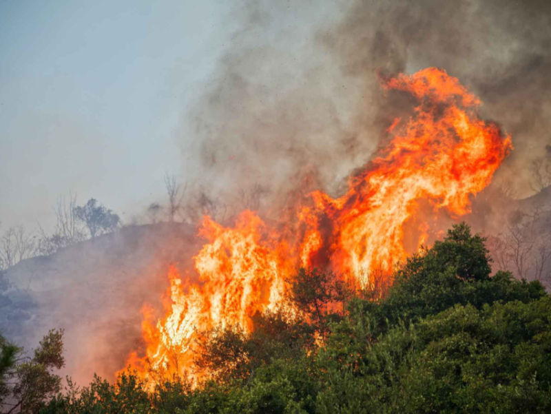 Feuer Kieferwald, Kassandra, Chalkidiki, Greece