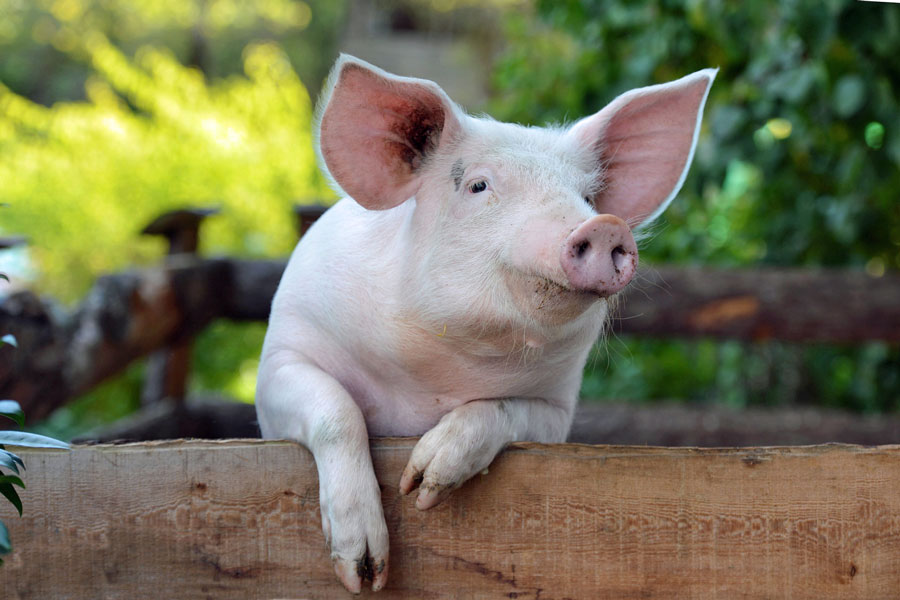 Glückliches Schwein; Foto: © Lilifox - Fotolia.com