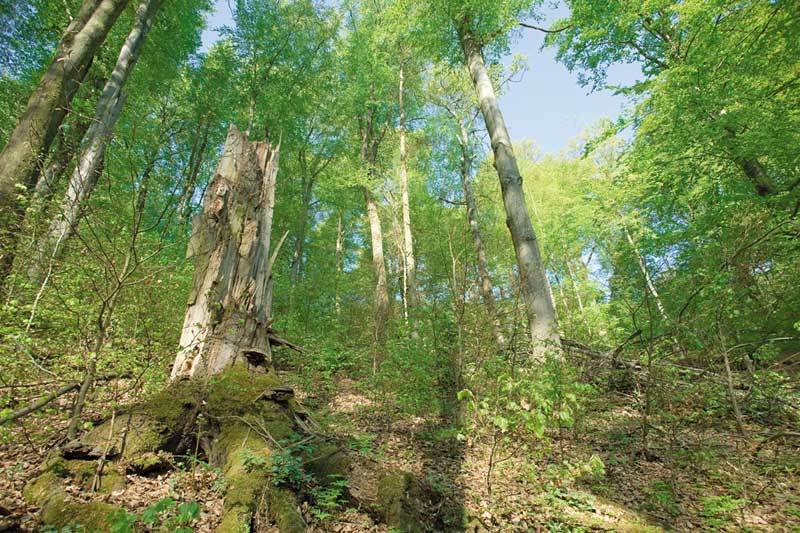 "Die Hohe Schrecke" - ein Thüringer Buchenmischwald