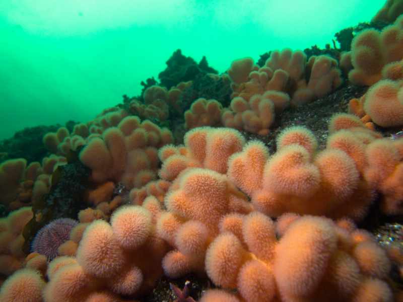 Korallen-Riffe in Nord- und Ostsee