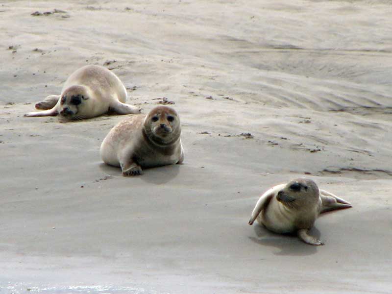 Seehunde im Wattenmeer auf Wangerooge