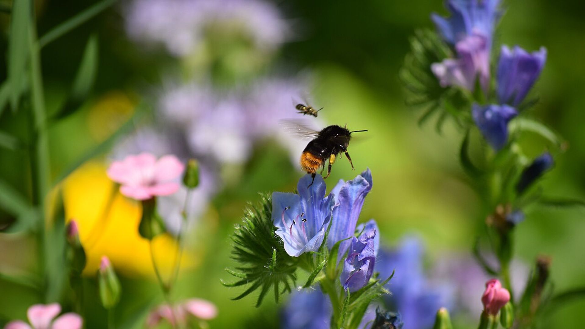 Hummel, bunte Blüten, Blumenwiese