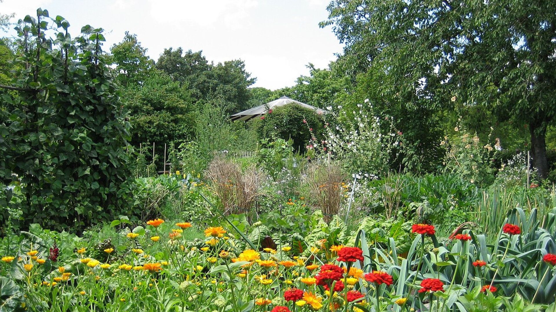 Rote, orangene Blumen, Bäume, Sonnenschirm in der naturnahen Gartenwildnis