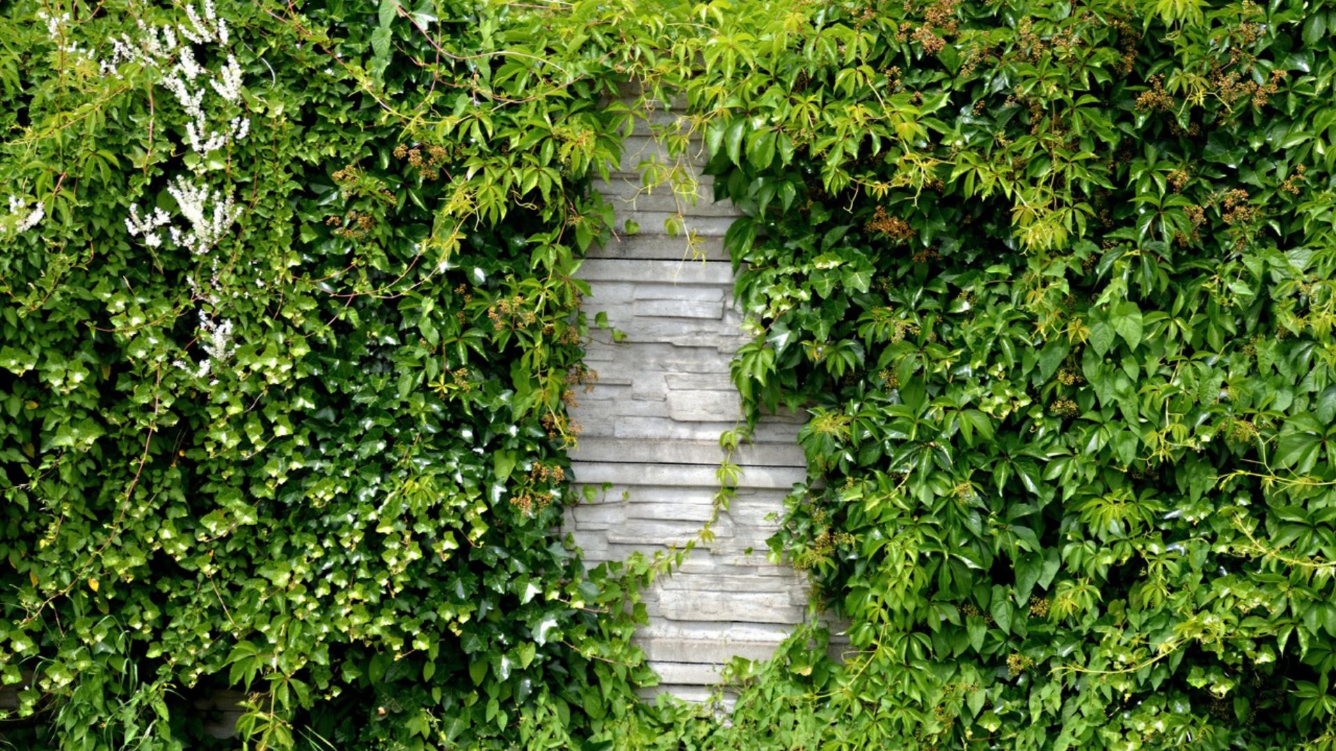 grüne Kletterpflanze an Steinwand