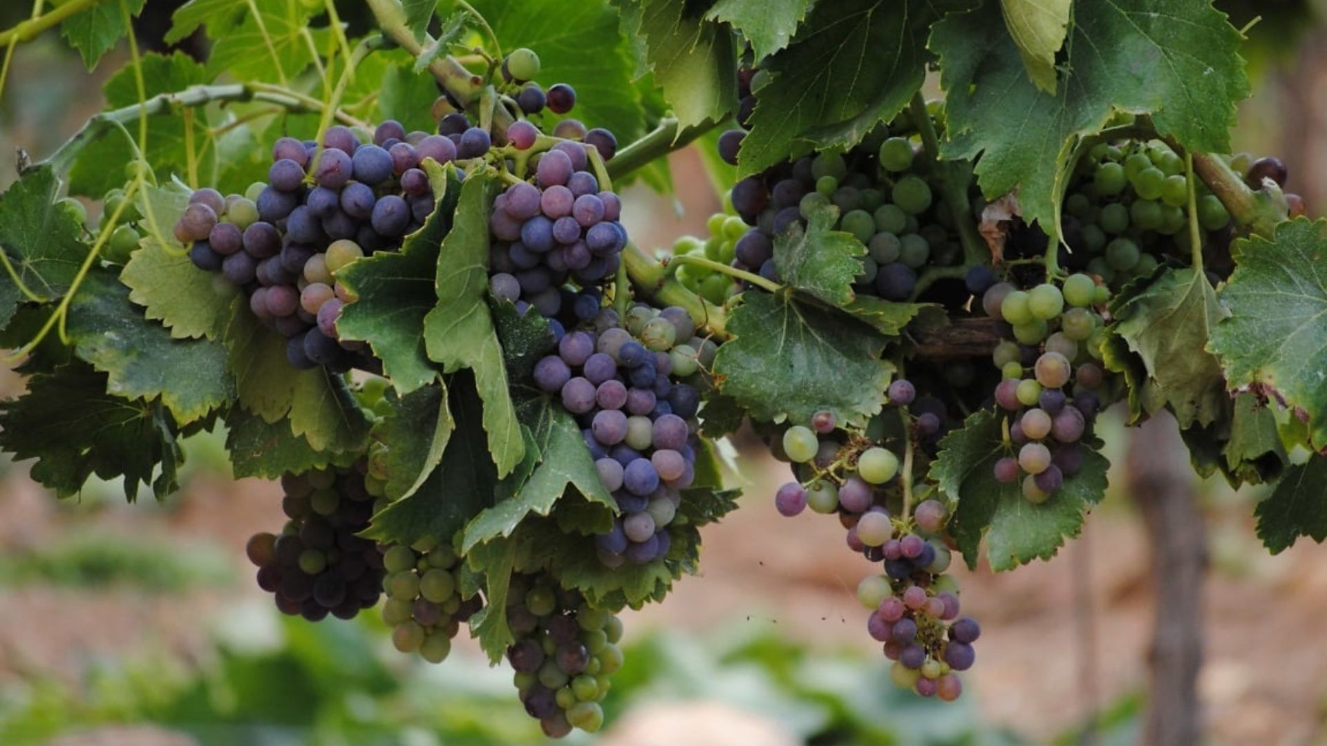 pralle, rote Weinreben