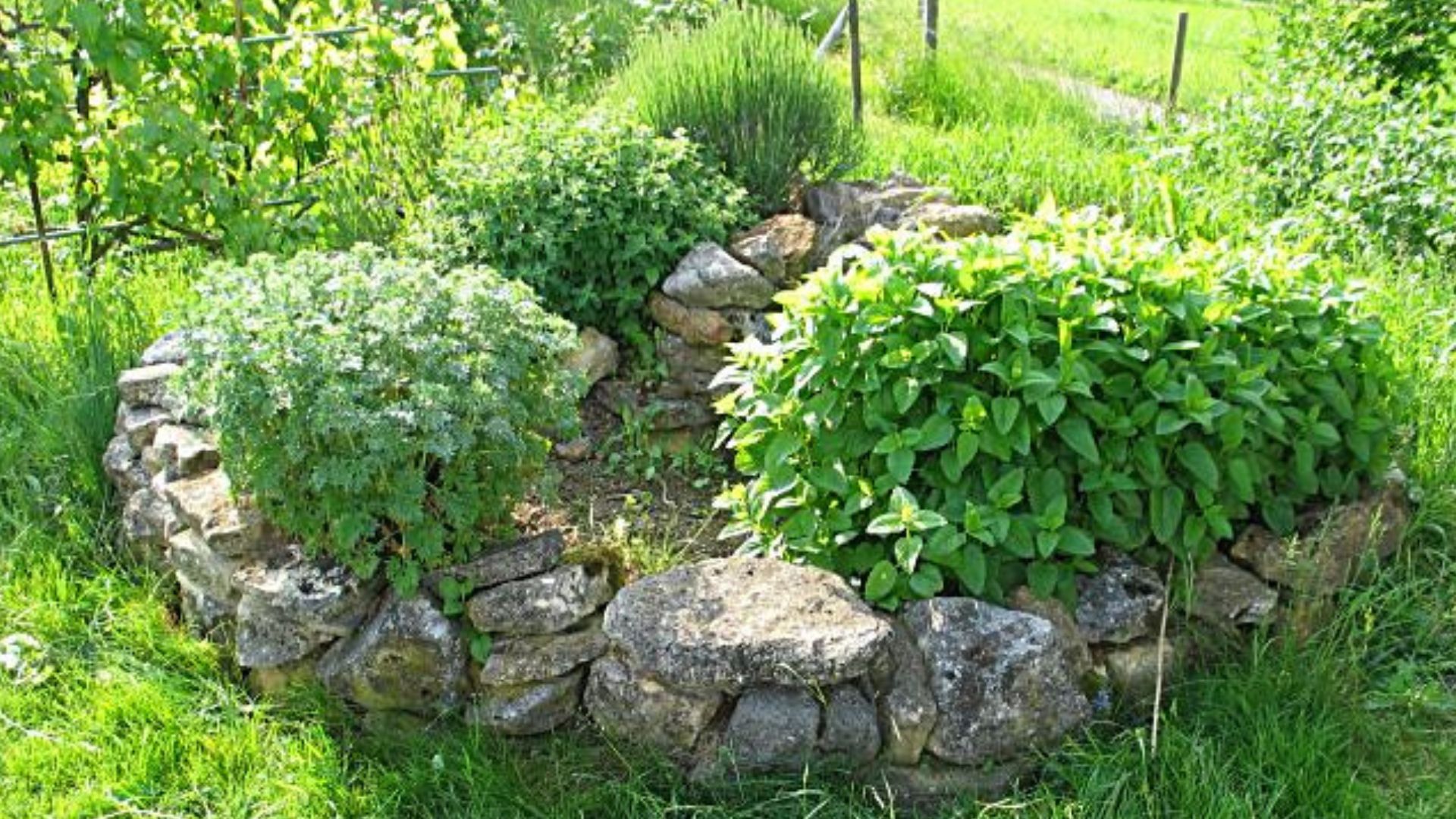 Grüne Kräuterspirale mit Kräuterbüschen im naturnahen Garten