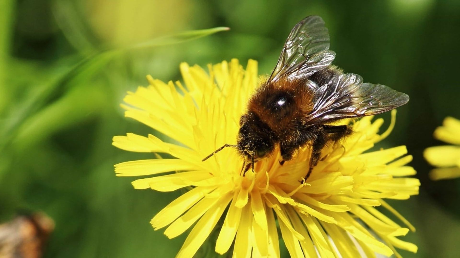 Biene auf gelber Löwenzahn-Blüte