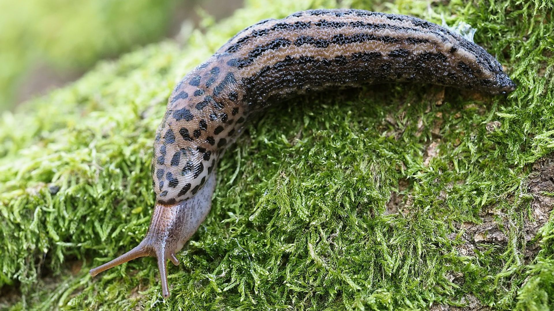 Tigerschnegel auf Rasen